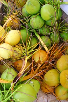 Coconuts fresh crop harvest green and yellow in Caribbean