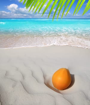 coconut on Caribbean beach white sand ripe orange turquoise sea