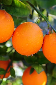 branch orange tree fruits green leaves in Valencia Spain