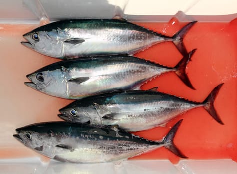 bloody bluefin four tuna fish Thunnus thynnus catch row