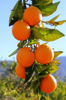 branch orange tree fruits green leaves in Valencia Spain