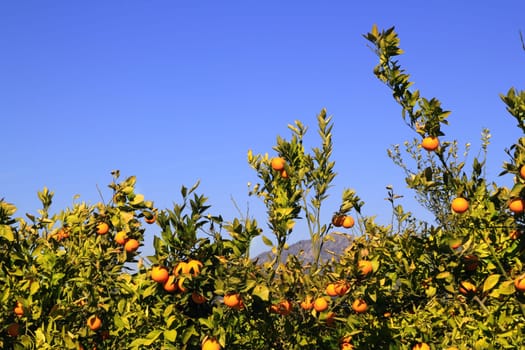 orange tangerine tree fruits green leaves blue sky