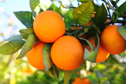 branch orange tree fruits green leaves in Valencia Spain