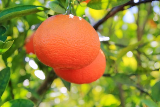oranges hanging from a branch in Valencia Spain