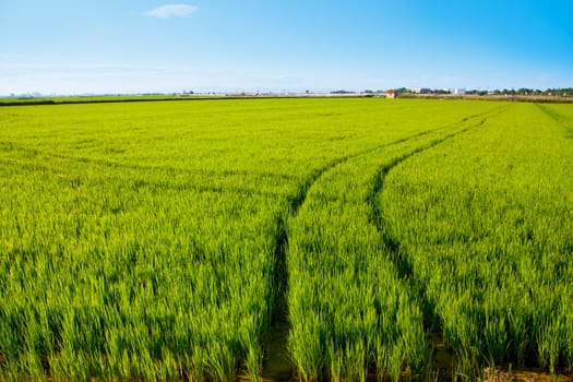 green grass rice field in Spain with tractor wheels footprint