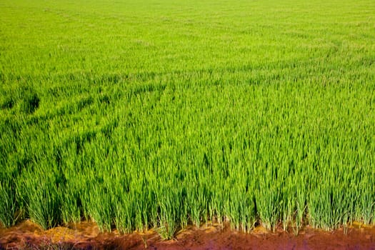 green grass rice cereal field in Valencia Spain