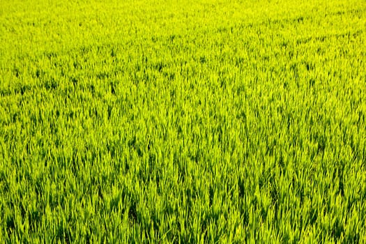 green grass rice cereal field in Valencia Spain