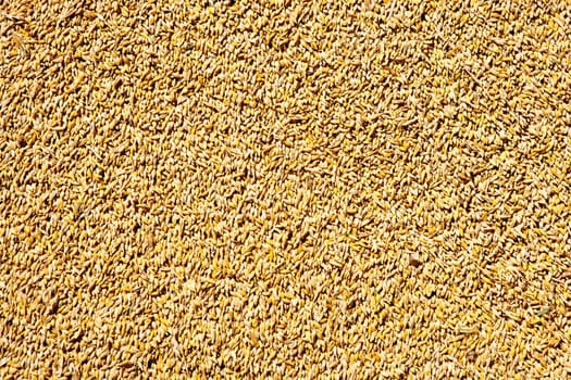cereal wheat grain texture pattern in harvest time