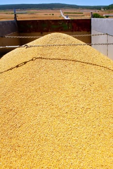 cereal harvest wheat mound in transportation truck