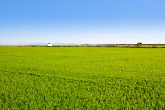 green grass rice field in Valencia El Saler Spain