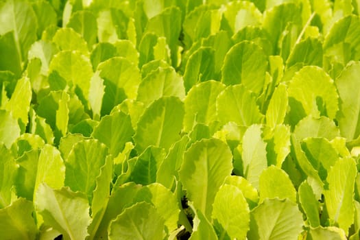 lettuce green little sprouts growing to be plant out in fieds