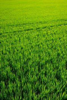 green grass rice cereal field in Valencia Spain