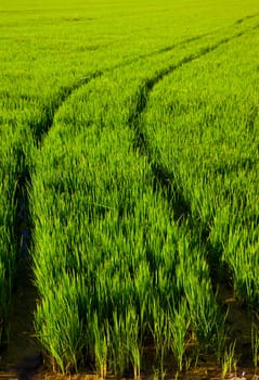 green grass rice field in Spain with tractor wheels footprint