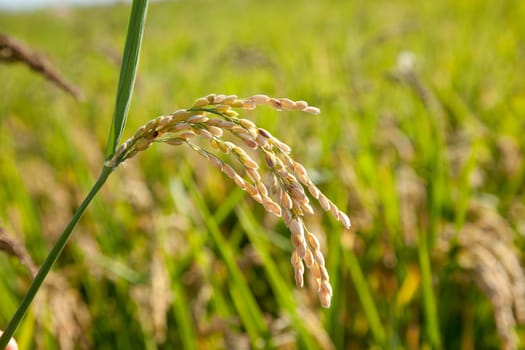 Cereal rice fields with ripe spikes closeup macro