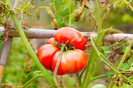 growing ripe tomato in plant branch at the farm field
