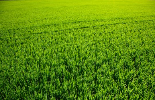 green grass rice cereal field in Valencia Spain