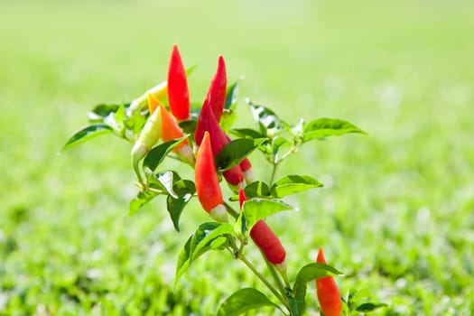 chili hot peppers plant in red orange and yellow