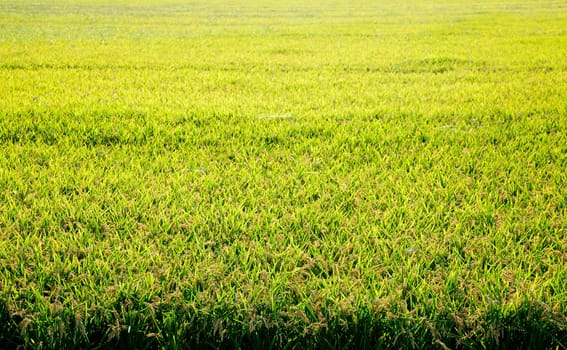 Cereal rice fields with ripe spikes focus on foreground