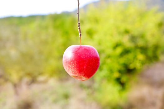 Apple red hanging from tree branch in farm field
