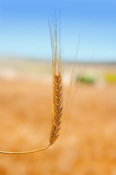 alone cereal spike in wheat golden field
