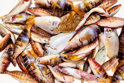 catch of fish in Mediterranean bream squid roack fishes