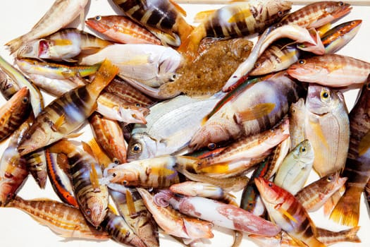 catch of fish in Mediterranean bream squid roack fishes