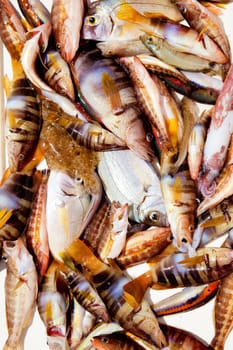 catch of fish in Mediterranean bream squid roack fishes