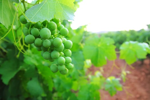 green grapefruit vineyard grapes in mediterranean Spain field