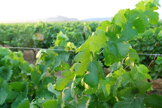 green grapefruit vineyard grapes in mediterranean Spain field