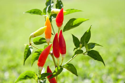 chili hot peppers plant in red orange and yellow