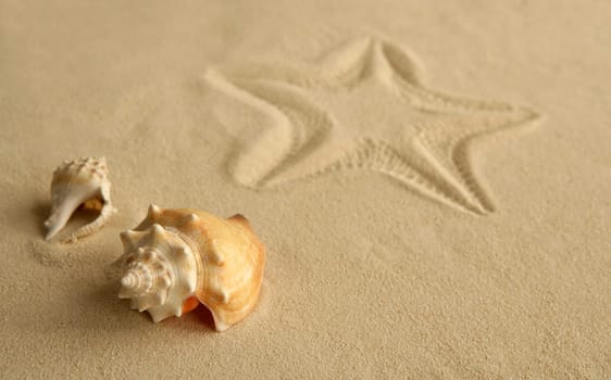 Starfish footprint over caribbean sand with seashells