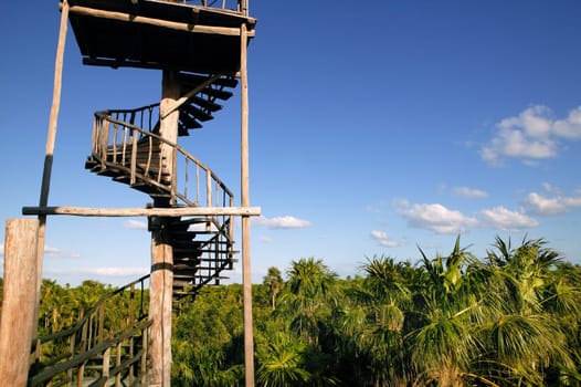 Snail wooden stairway to heaven in jungle
