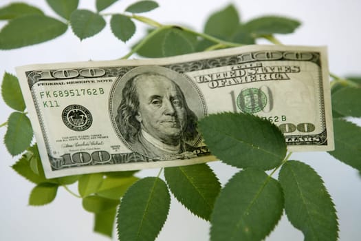 Dollar notes growing from a rose plant, metaphor of reap the benefits