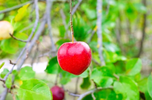Apple red hanging from tree branch in farm field