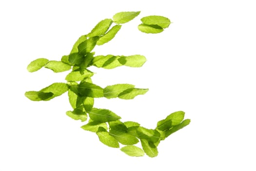 Euro currency symbol made of green basil mint leaves isolated on white studio background