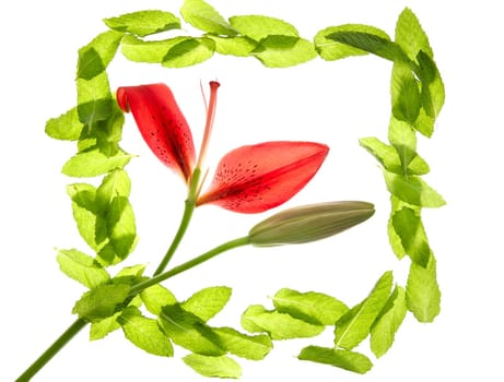 Hibiscus red petals in a green basil minth frame isolated on white background