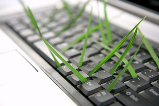 Grass growing from computer keyboard, ecology metaphor