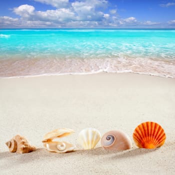 beach summer vacation background shell pearl clam snail tropical symbol