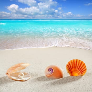 beach summer vacation background shell pearl clam snail tropical symbol
