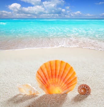 beach shell in white sand like a summer vacation background on turquoise Caribbean sea