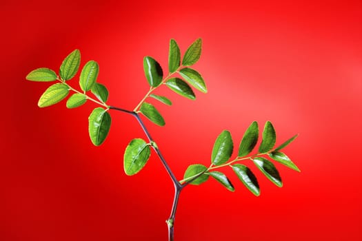 Green plant with leaves studio shot over vivid red background