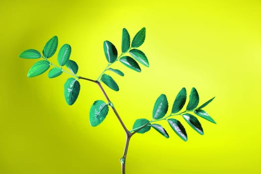 Green plant with leaves studio shot over vivid yellow background
