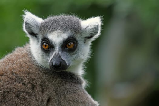 Ring-tailed lemur portrait