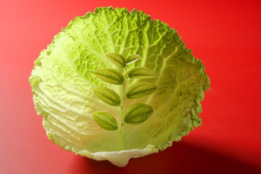 Abstract metaphor of green life outbreak growing inside a cabbage leaf