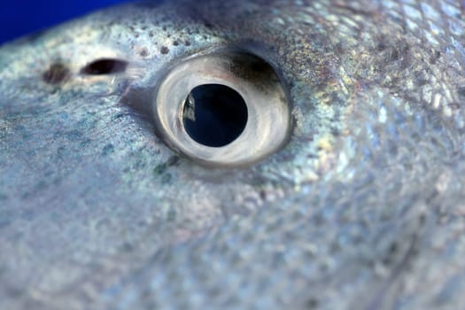 Denton, Mediterranean sparus fish, family of gilthead and snapper