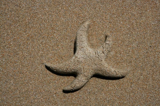 Brown sand made starfish on the sea shore coastline