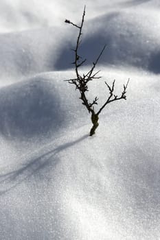 dried branch lonely tree metaphor snow winter dunes desert