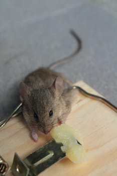 Mouse trap with real mouse catched eating cheese