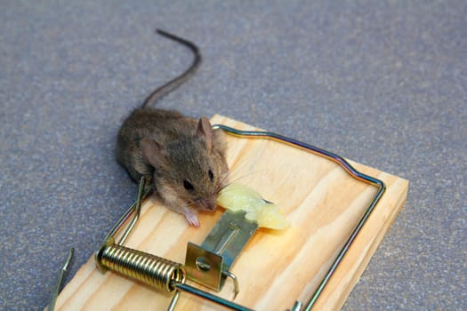 Mouse trap with real mouse catched eating cheese
