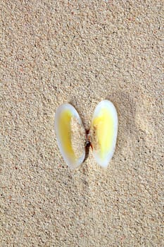 clams shell open in caribbean beach sand clamshell